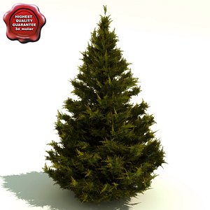 Juniperus chinensis (Hetzii Glauca)