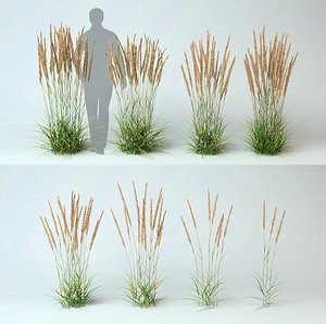 calamagrostis acutiflora reedgrass set 8 models 3D model