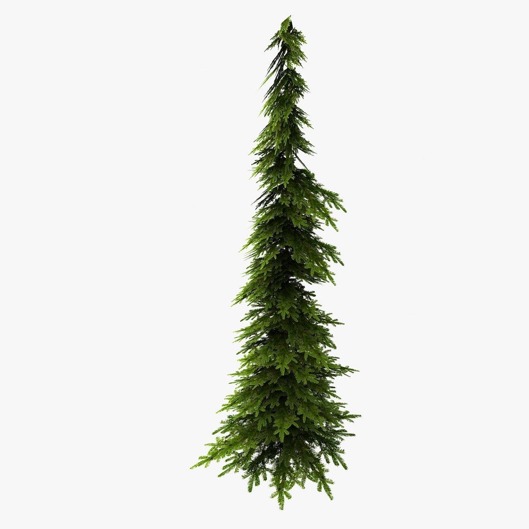 3d Model Spruce2 Visualization