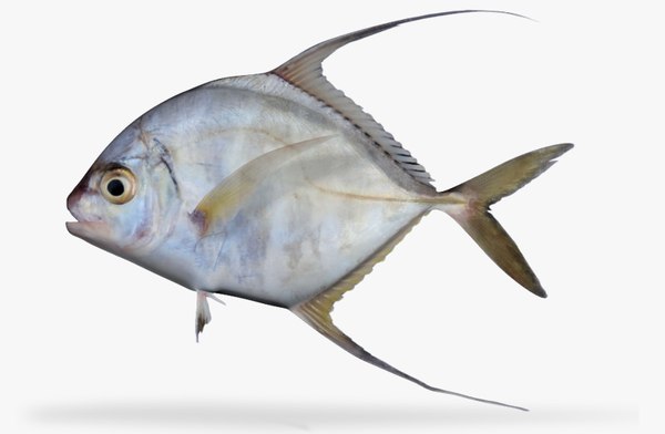 ma threadfin jack