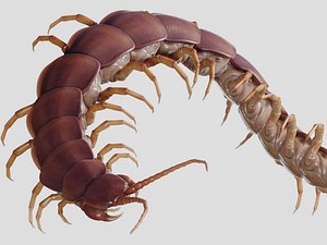 3D model Scolopendra gigantea rigged and animated for Cinema 4d