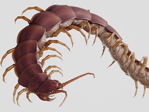 Scolopendra gigantea rigged and animated for Cinema 4d