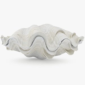 3D Giant Clam Shell model