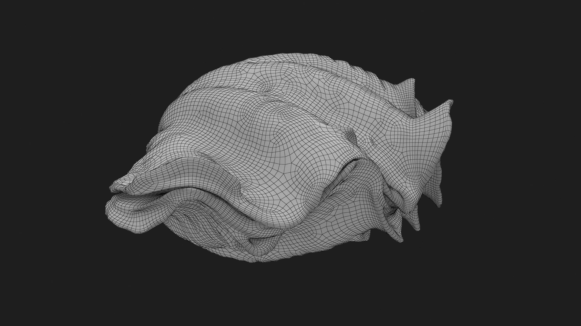 3D Giant Clam Shell model https://p.turbosquid.com/ts-thumb/sk/c5flDN/XM/giantclam_g0003/jpg/1730801816/1920x1080/fit_q87/9d35ce565cb32194618c76db60d0eac2419628ef/giantclam_g0003.jpg