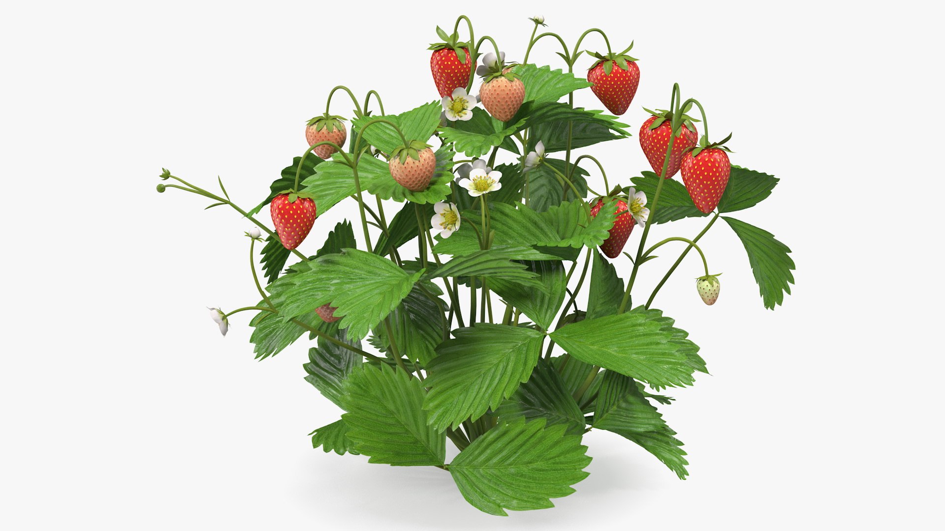 Strawberry Plant with Ripe and Unripe Fruits 3D model preview