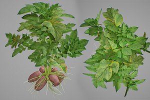 Potato plant