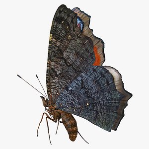 Aglais io Butterfly Flying Pose 3D Model