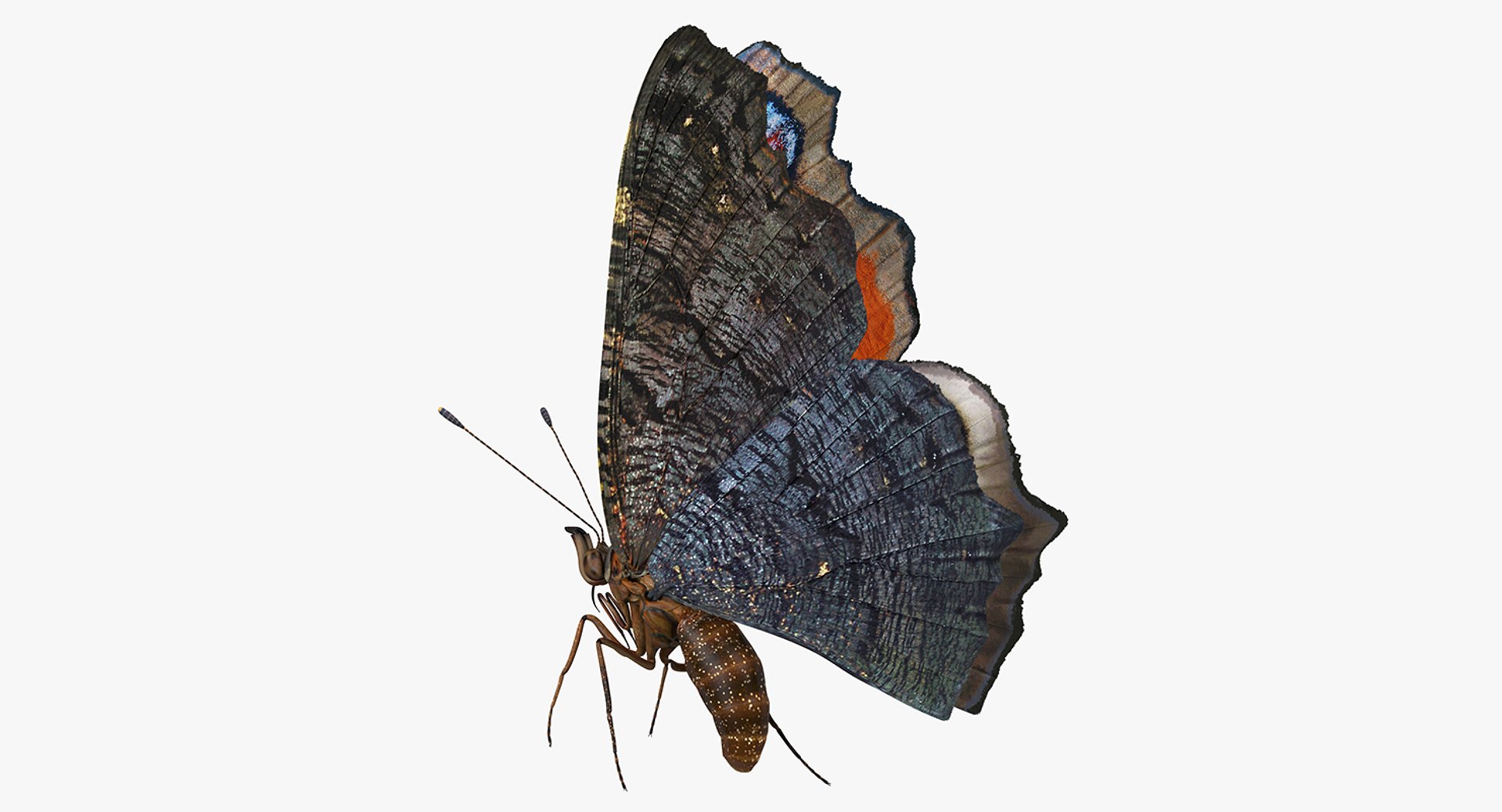 Aglais io Butterfly Flying Pose 3D Model 3D model preview
