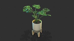 3D monstera houseplant model