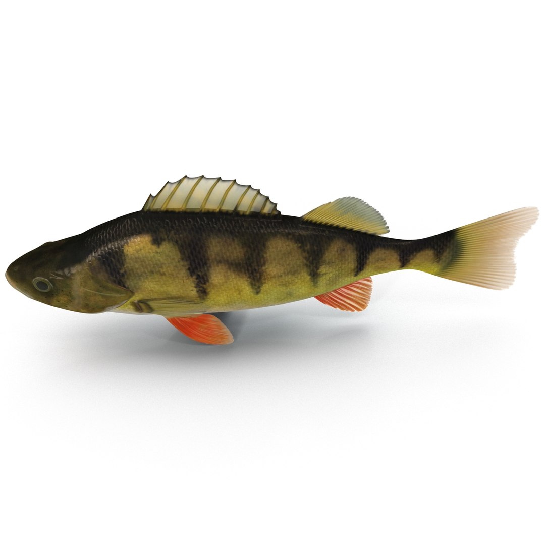 Perch Fish Max