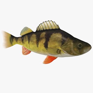 Perch Fish