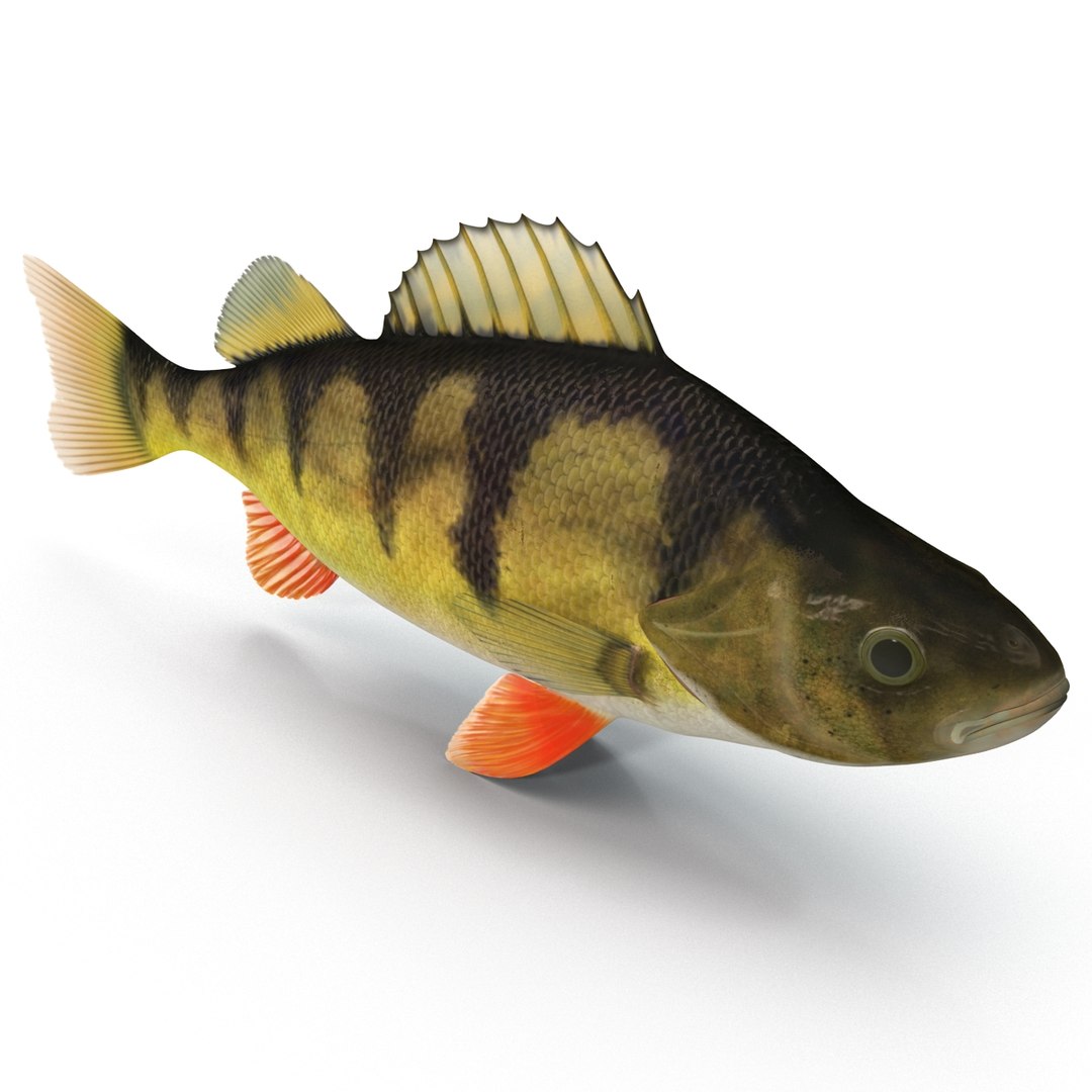 Perch Fish Max