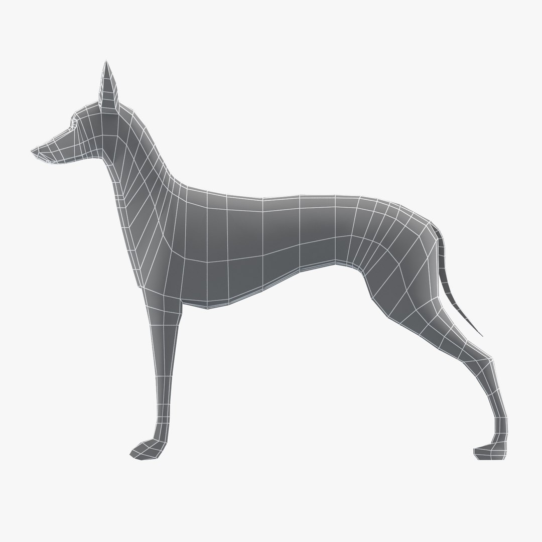 3D model base mesh pharaoh hound https://p.turbosquid.com/ts-thumb/sl/9k3fGs/b6Eb85NR/pharaoh04/jpg/1495538086/1920x1080/fit_q87/e2c5d01bde7168a0b21238c6305413c1955d374c/pharaoh04.jpg
