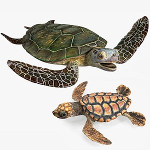Sea Turtle with Baby Turtle Rigged for Cinema 4D Collection