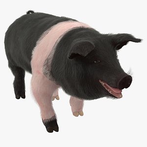 3D hampshire pig sow walking