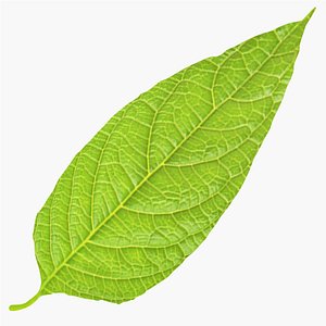 3D Birch Leaf