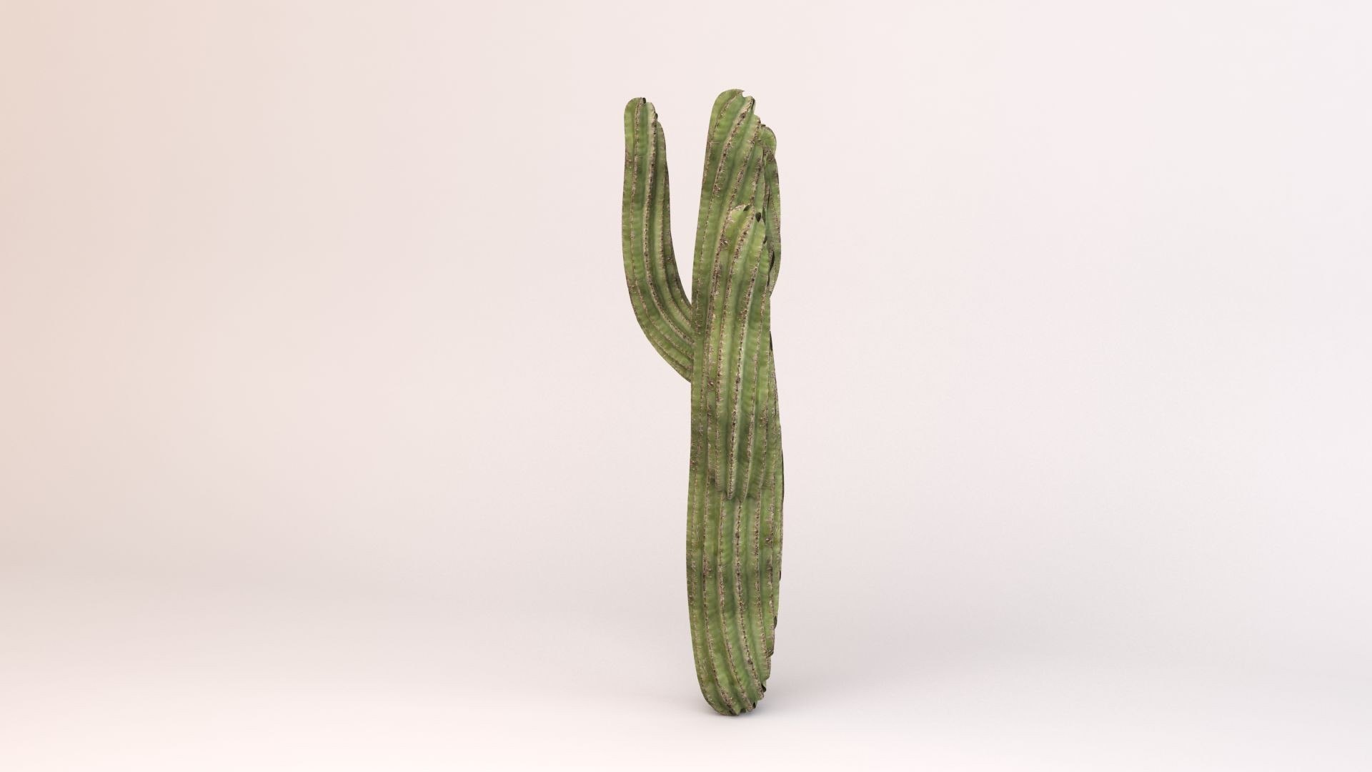 Cactus model - TurboSquid 1432948
