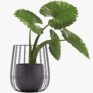 3D taro plant