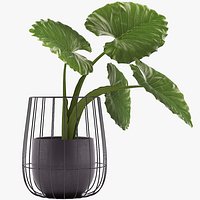 Taro Plant_002
