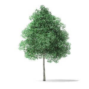 3D model green ash tree 6m