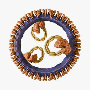 3D Hantavirus Orthohantavirus PARTS