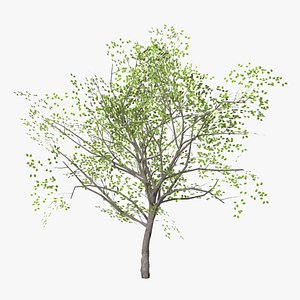3D apricot summer