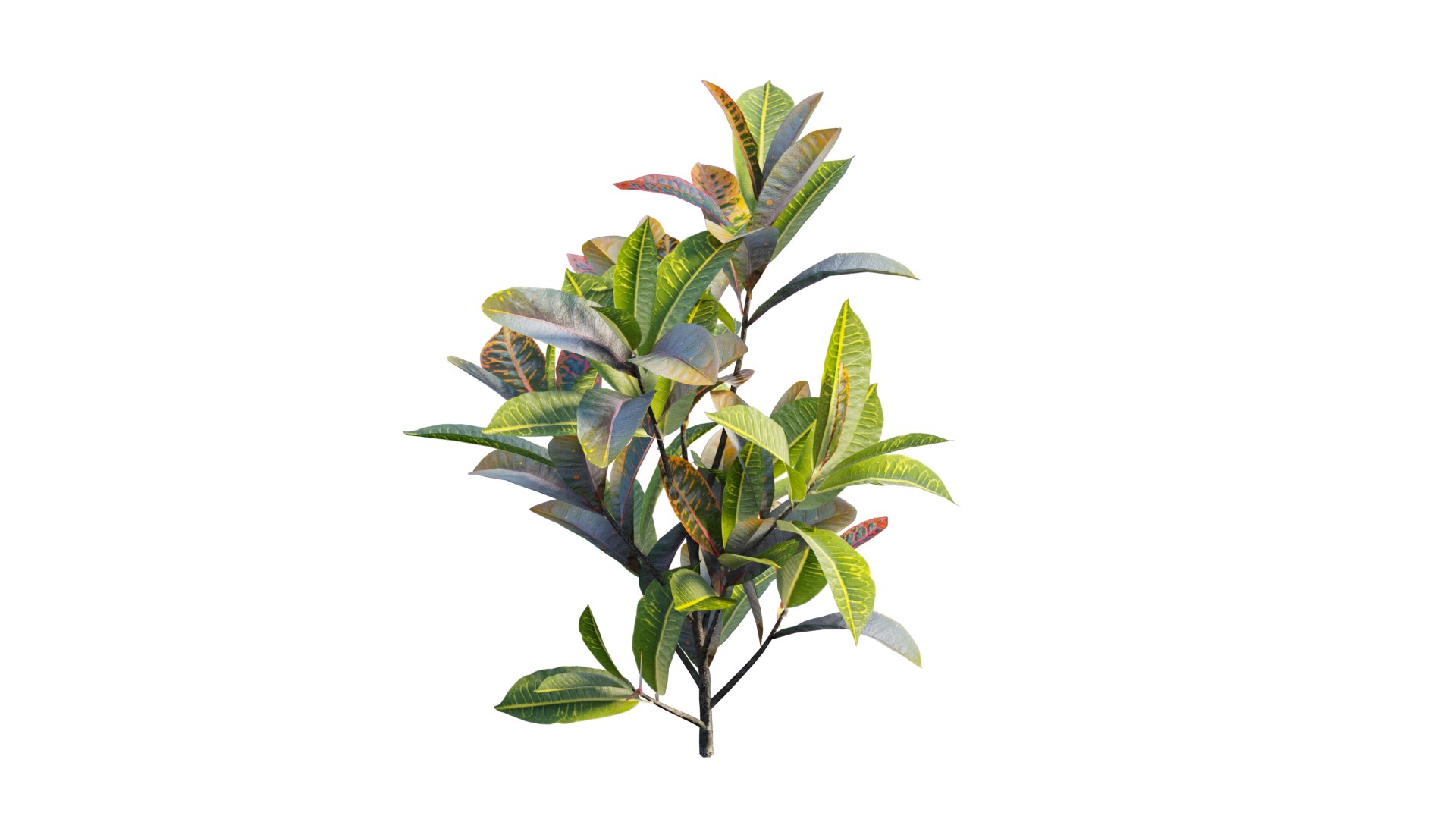 Croton plant set 18 3D model https://p.turbosquid.com/ts-thumb/sm/WV7T5q/HS/6_interactivelightmix/png/1629909980/1920x1080/fit_q87/92a690cb25cf01bfd16c3d3ac468ad9854b35fbb/6_interactivelightmix.jpg