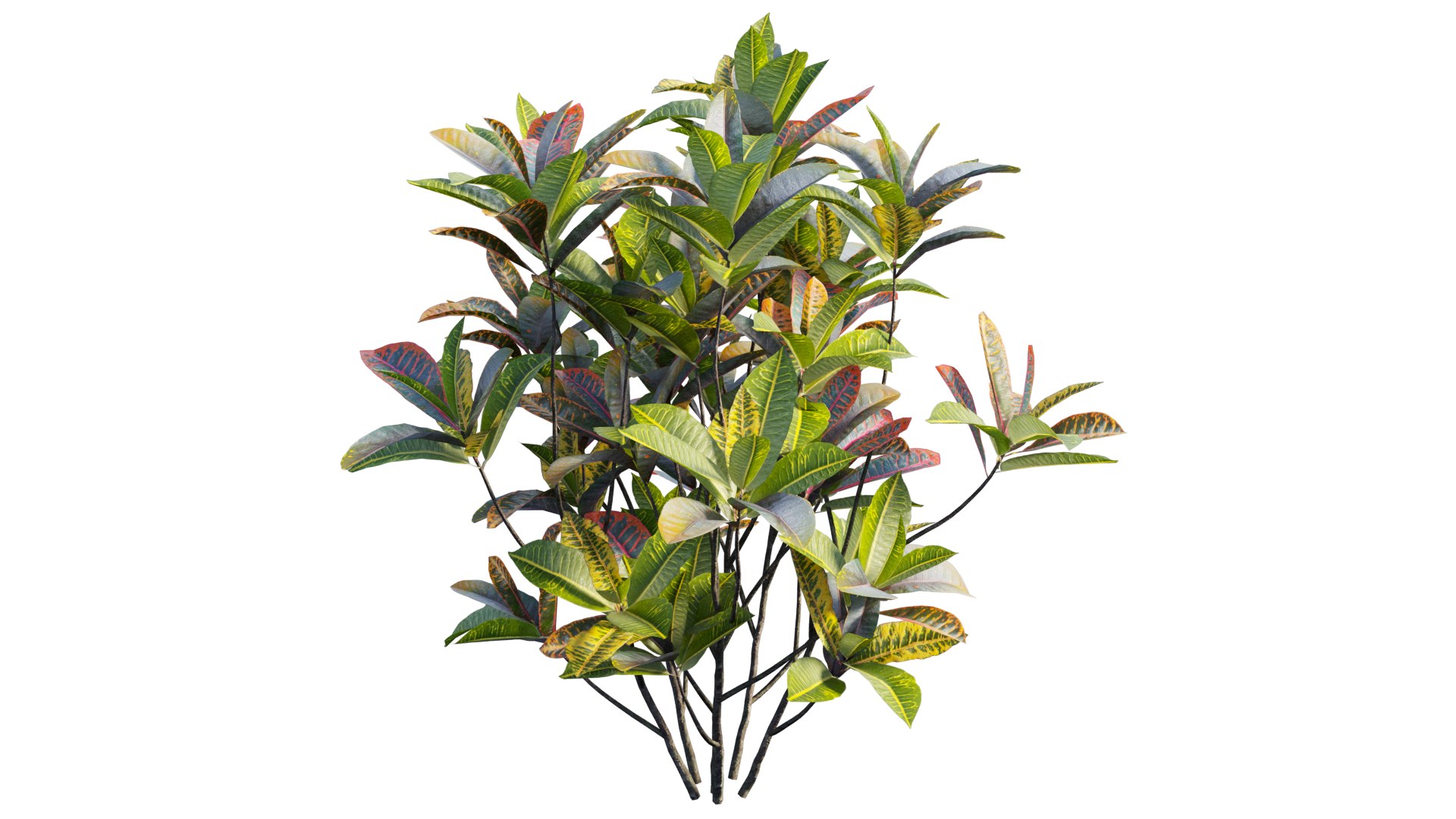 Croton plant set 18 3D model https://p.turbosquid.com/ts-thumb/sm/WV7T5q/Lw/3_interactivelightmix/png/1629909981/1920x1080/fit_q87/4600e2c8b3fffece46ad4af00e71d3f1be53b31e/3_interactivelightmix.jpg