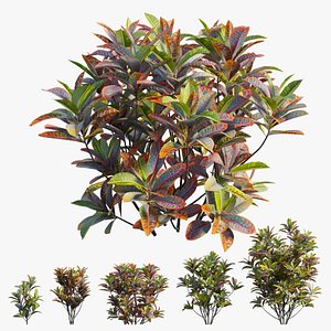 Croton plant set 18 3D model