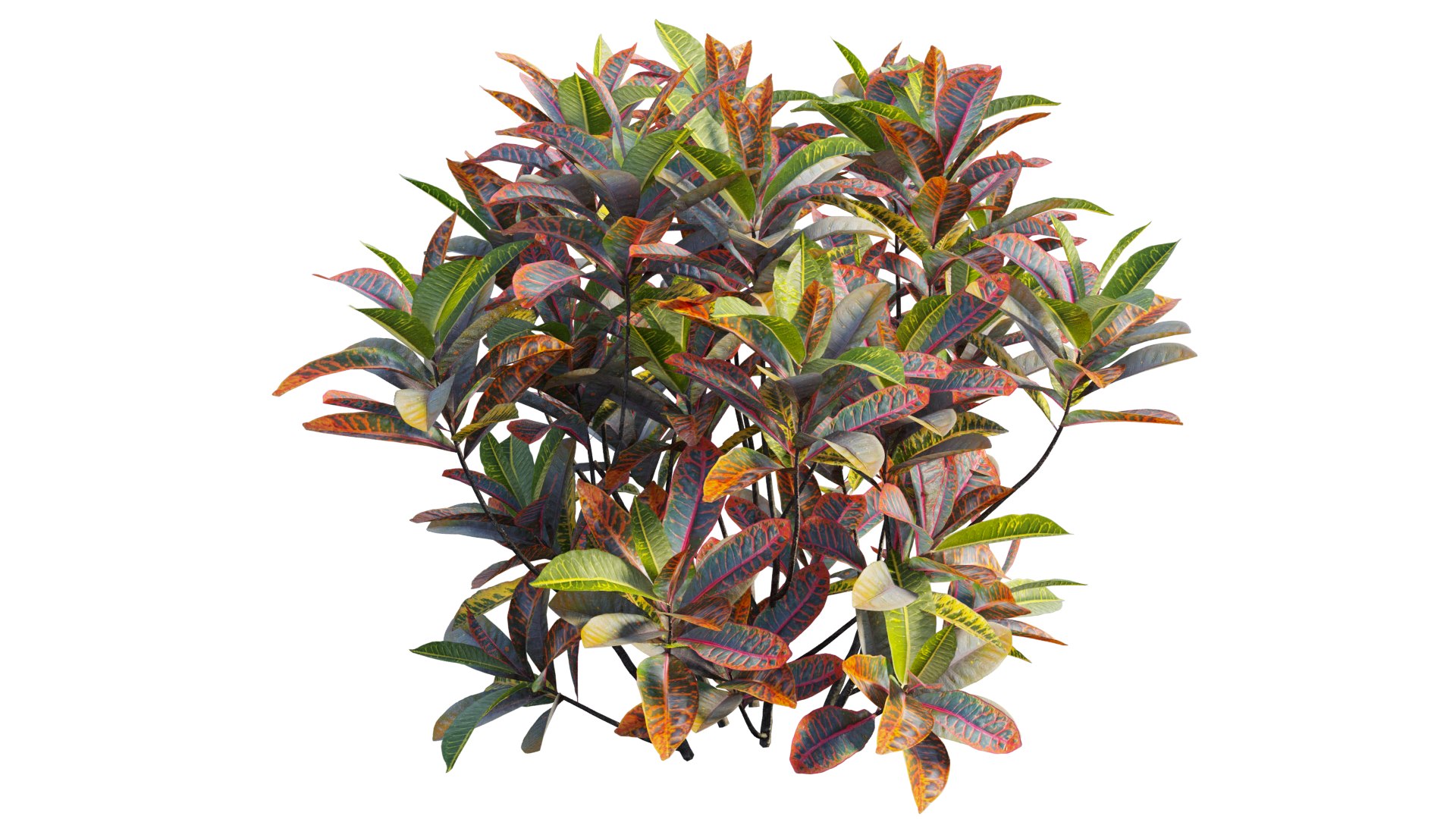 Croton plant set 18 3D model https://p.turbosquid.com/ts-thumb/sm/WV7T5q/aG/4_interactivelightmix/png/1629909981/1920x1080/fit_q87/f659c7101c048a865a44b64474afef989289dda4/4_interactivelightmix.jpg