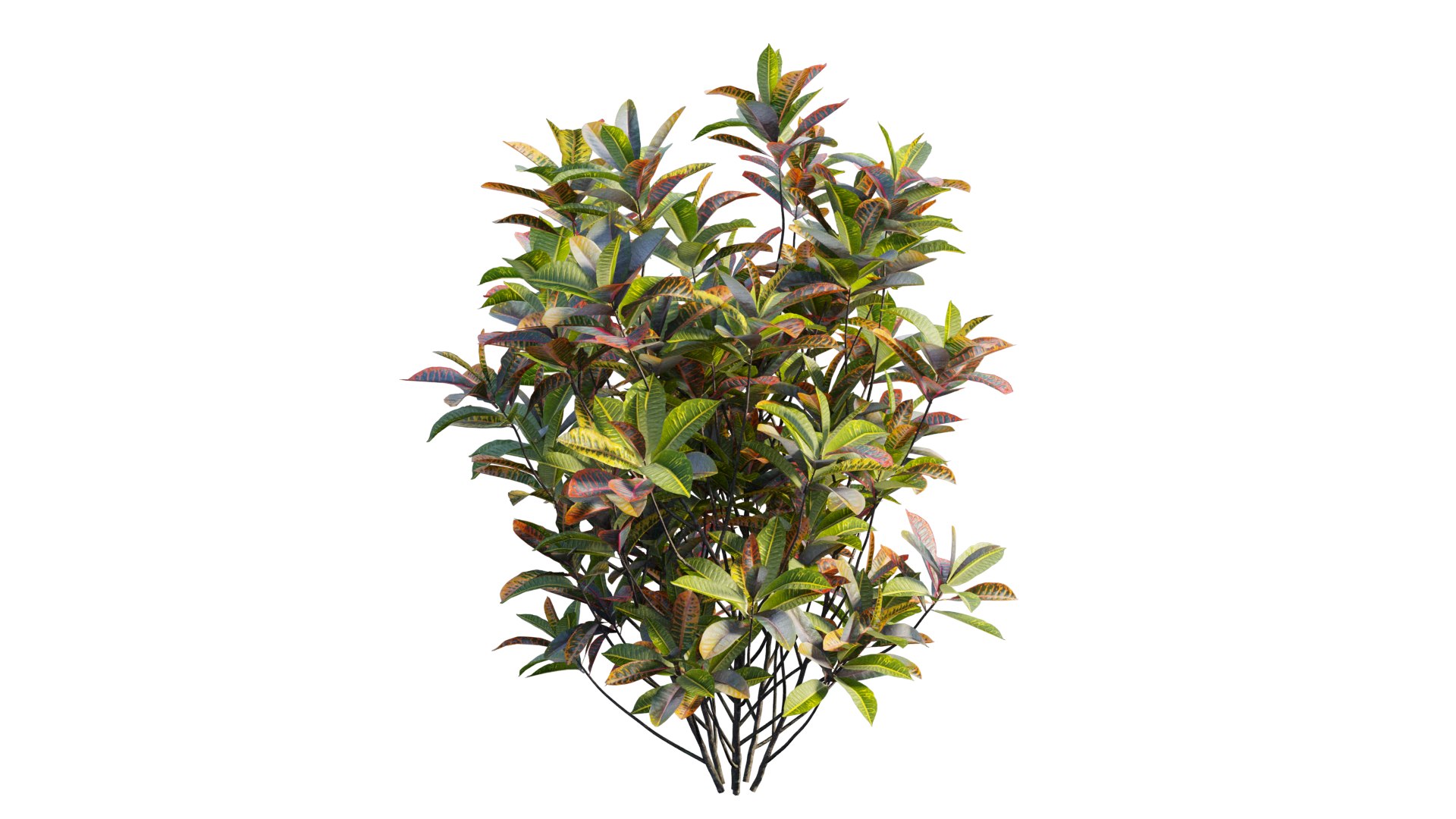 Croton plant set 18 3D model https://p.turbosquid.com/ts-thumb/sm/WV7T5q/bi/2_interactivelightmix/png/1629909980/1920x1080/fit_q87/d03f6a4268dfa133f3daa819a55d84be2bf815c9/2_interactivelightmix.jpg