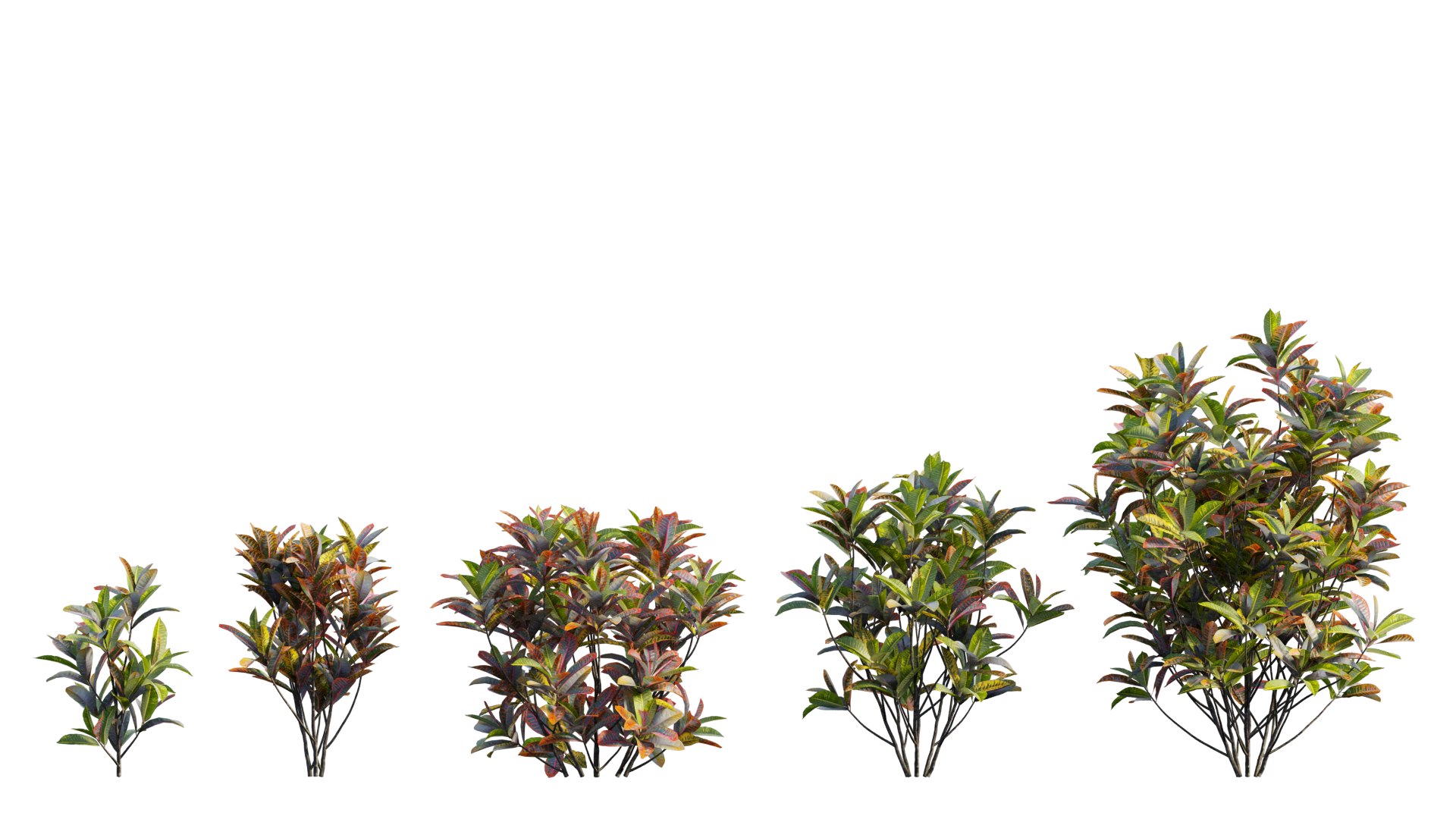 Croton plant set 18 3D model https://p.turbosquid.com/ts-thumb/sm/WV7T5q/bw/1_interactivelightmix/png/1629909980/1920x1080/fit_q87/d2fe2986012fd198b49e3efd7ef7e34514760390/1_interactivelightmix.jpg