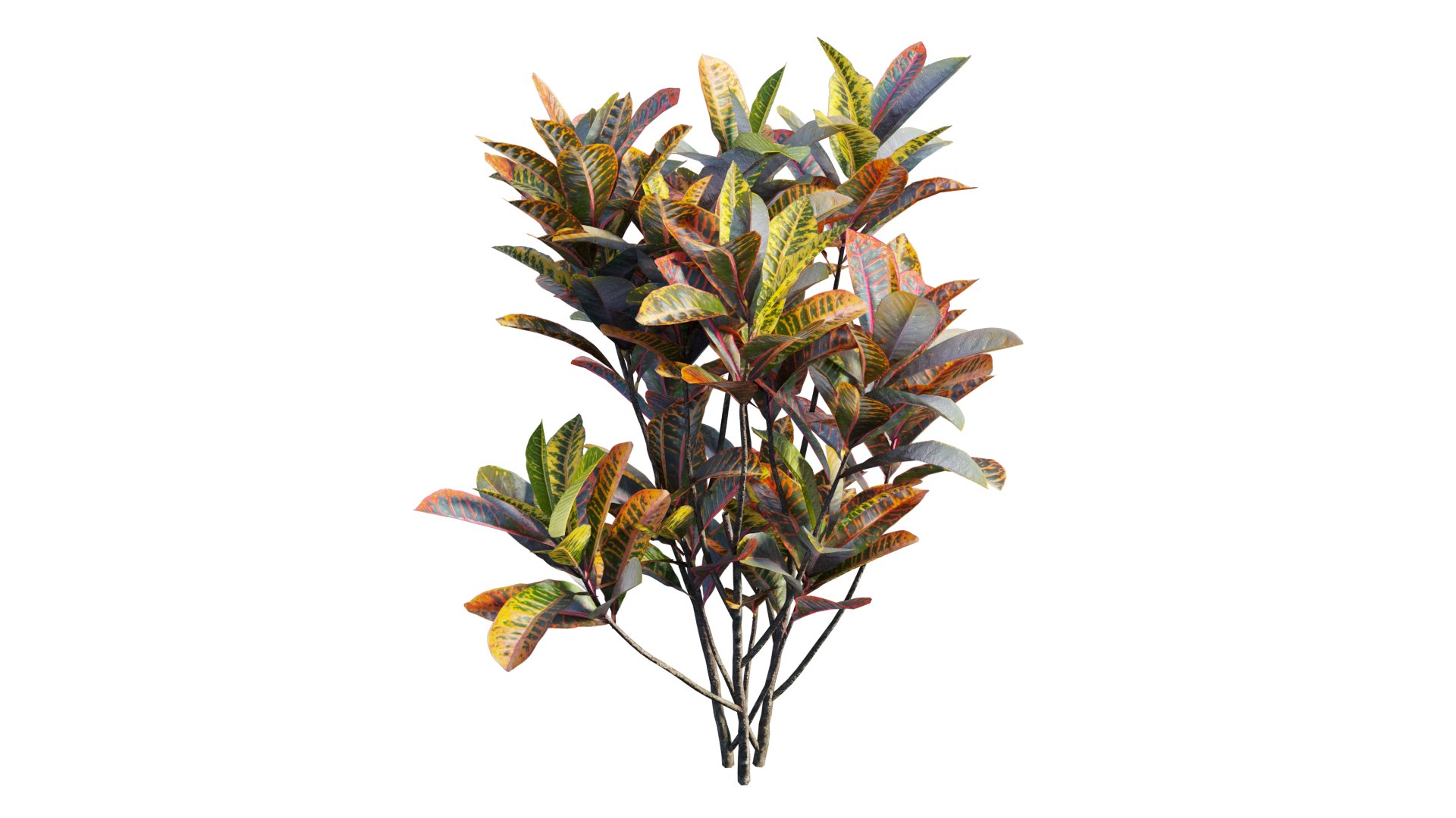 Croton plant set 18 3D model https://p.turbosquid.com/ts-thumb/sm/WV7T5q/il/5_interactivelightmix/png/1629909981/1920x1080/fit_q87/d8018bb8347be4b388081dd8d2cb40156ab7f562/5_interactivelightmix.jpg