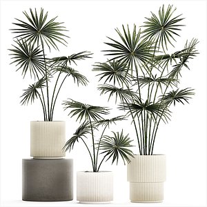 3D Beautiful fan palms in flower pots for decoration 1280