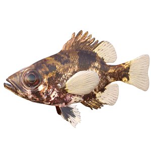 Shadow Bass fish 3D
