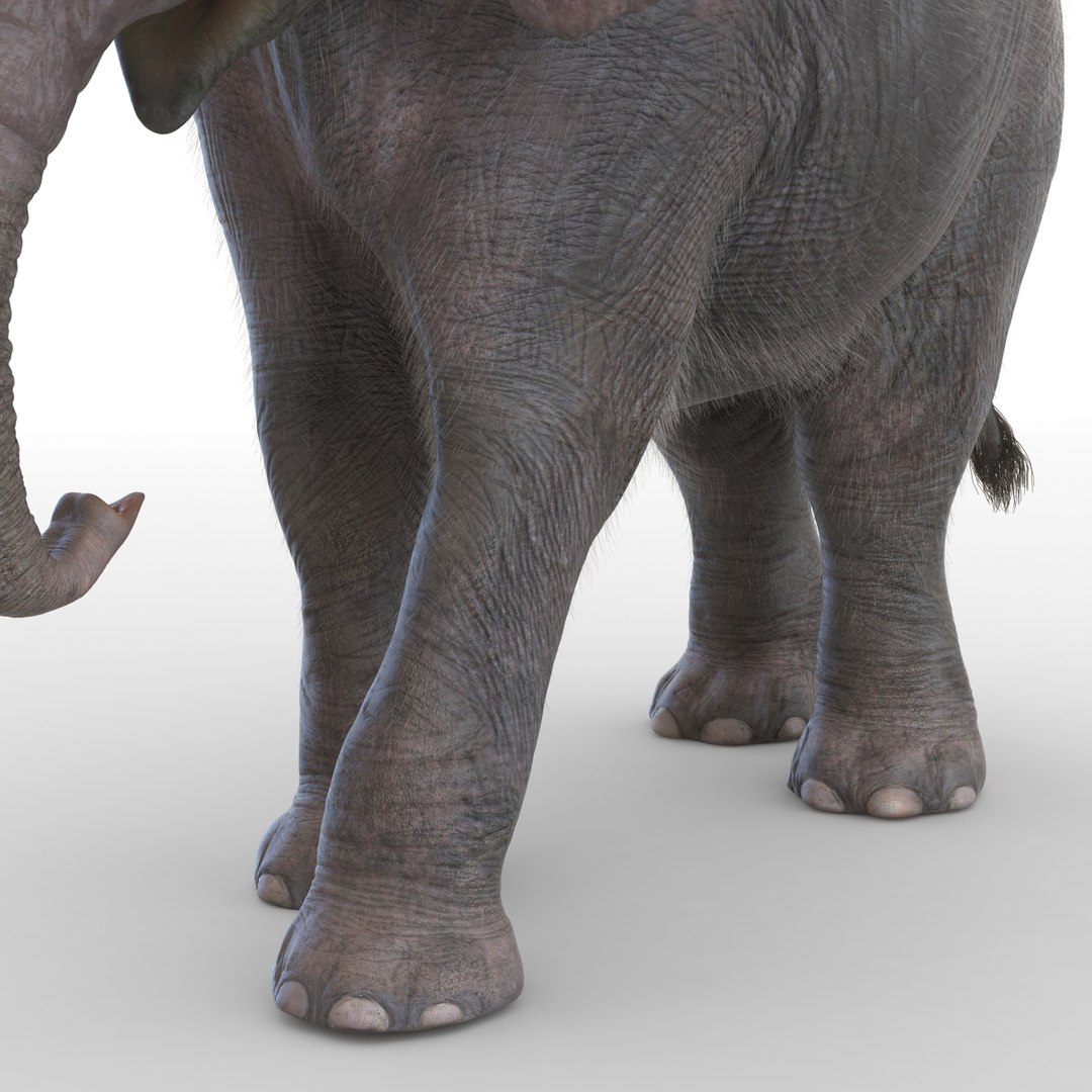 3D Elephants Rigged Model - TurboSquid 1515812