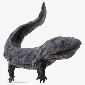 3D Giant Salamander Dark Wet Swimming