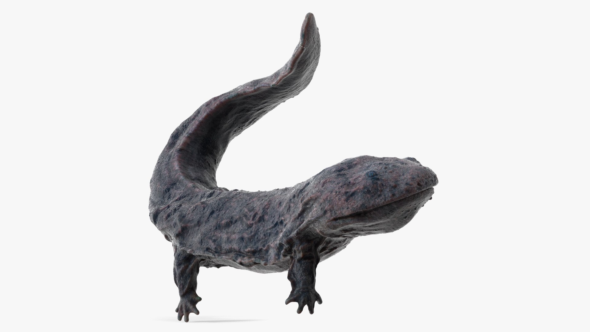 Giant Salamander Dark Wet Swimming 3D model preview