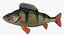 Perch