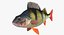Perch