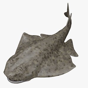 Angel shark