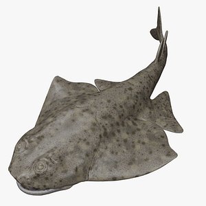 Angel shark