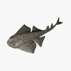 Angel shark 3D model