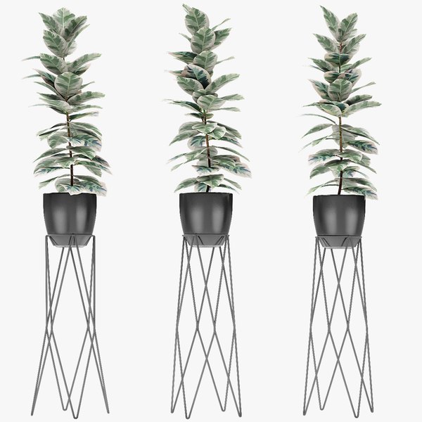 3D model exotic plants palm pot - TurboSquid 1437395