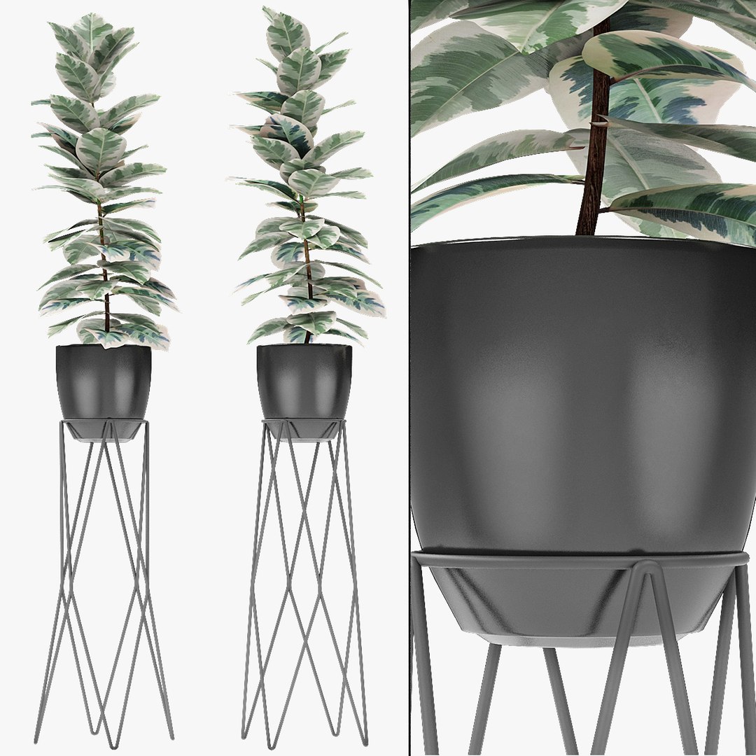 3d Model Exotic Plants Palm Pot - Turbosquid 1437395