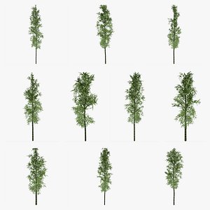 Bamboo Plant Collection 3D model