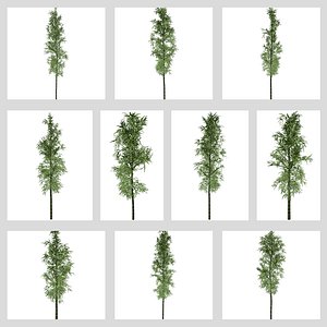 Bamboo Plant Collection