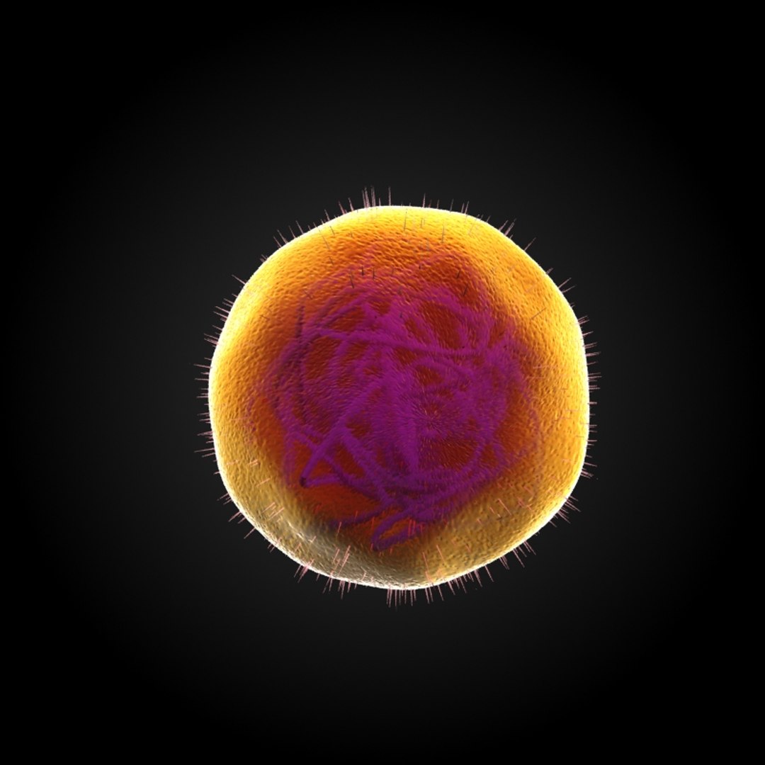Obj Microbes Micro Organisms