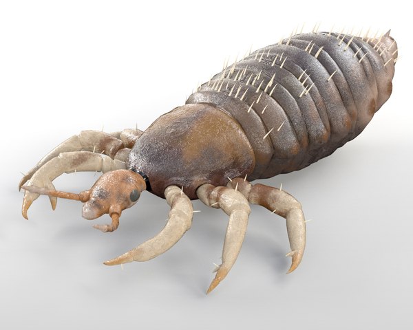modelo 3d Insecto piojo aparejado - TurboSquid 1537270