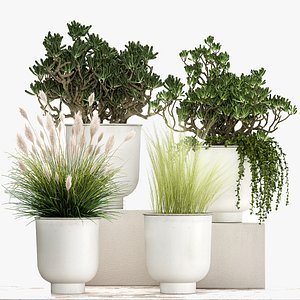 Houseplants in a white flowerpot for the interior 1019 3D model